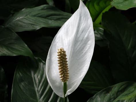 白鹤芋风水|白鹤芋：一株吉祥的绿植花卉的文化力量